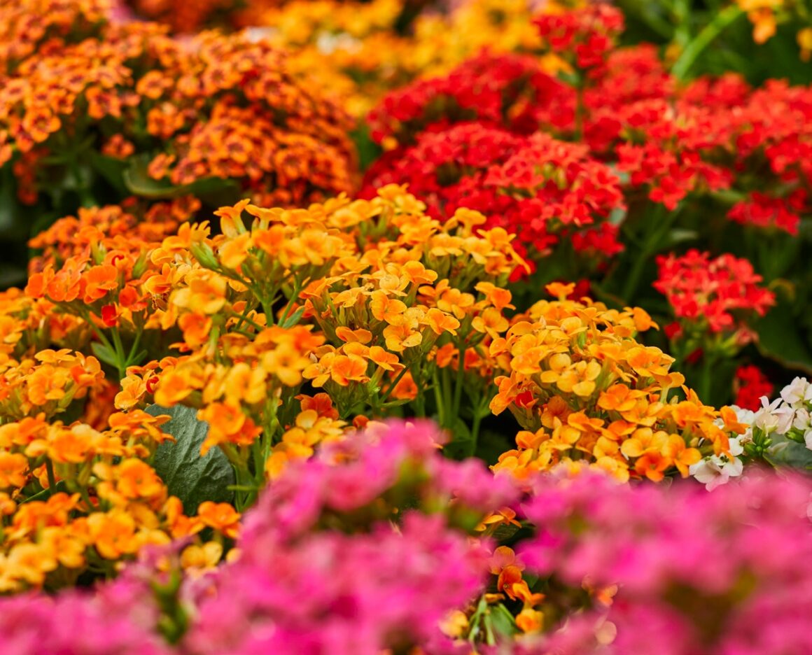 Colourful flowers inside the Display House