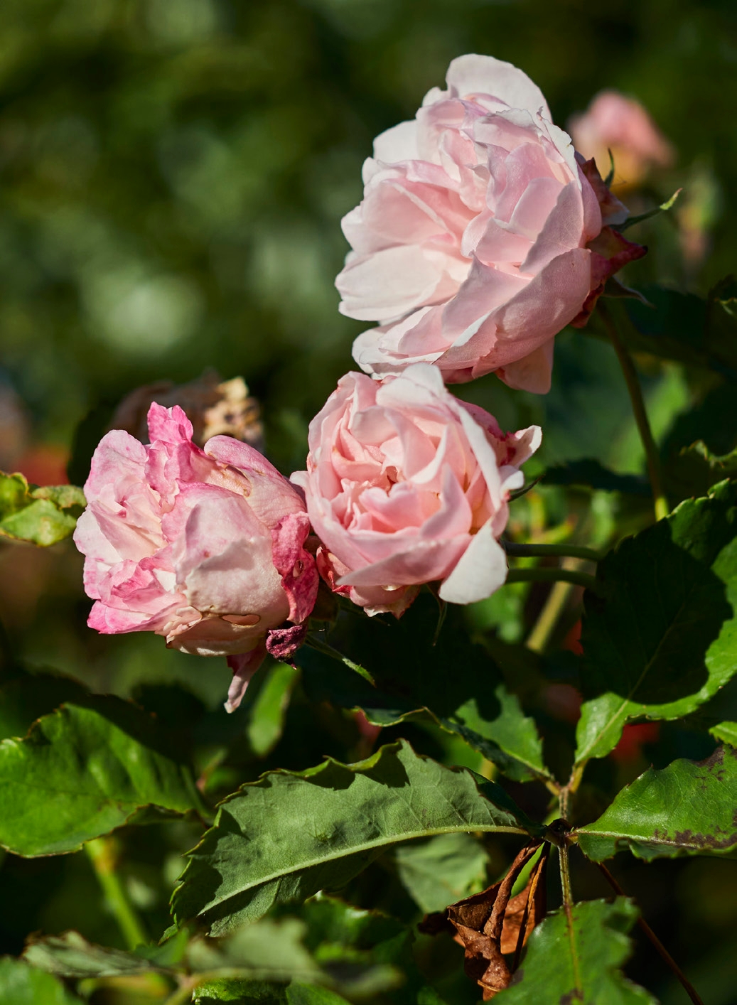 cornwall park