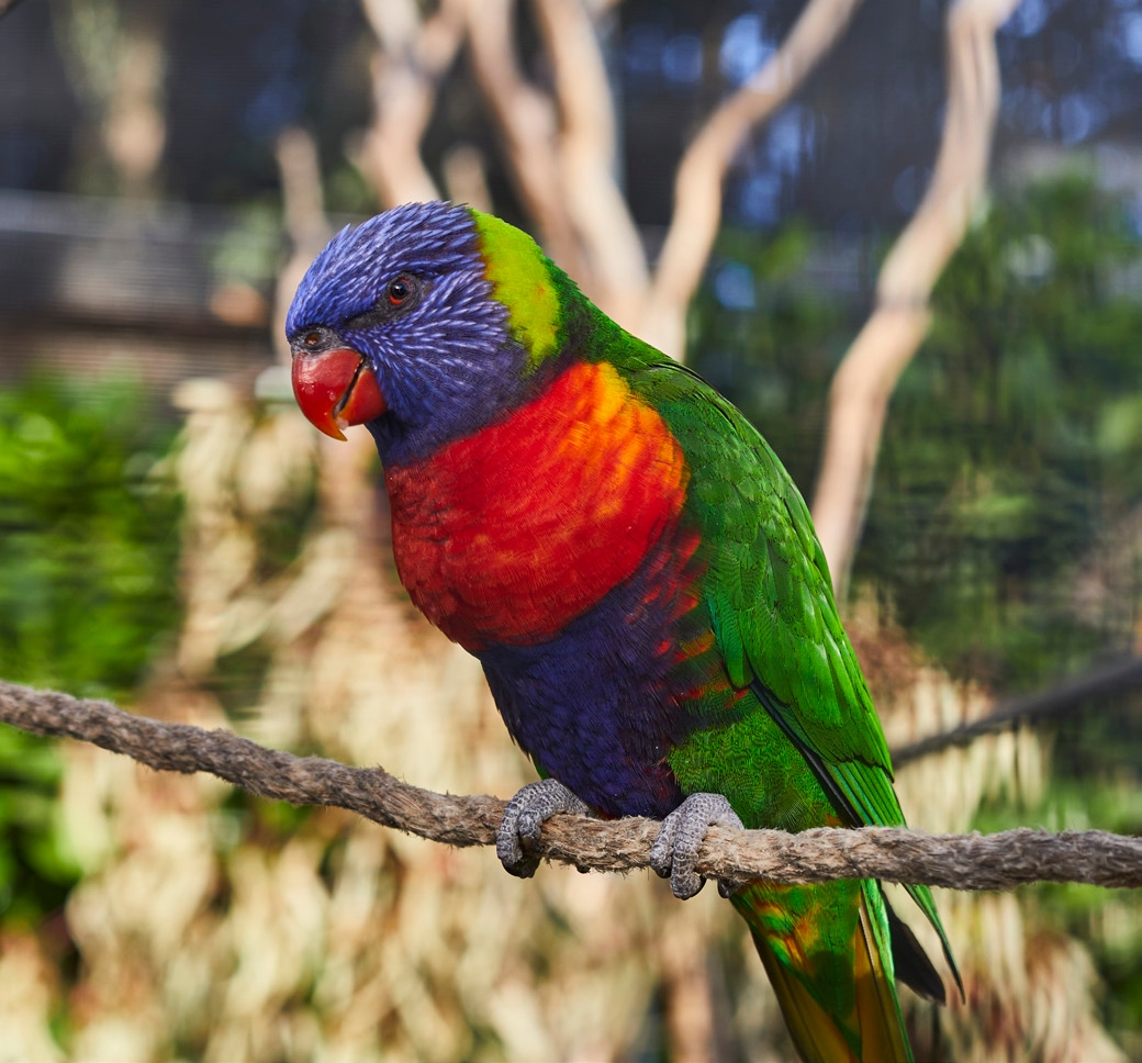 One of the beautiful rainbow lorikeets resident at the aviary