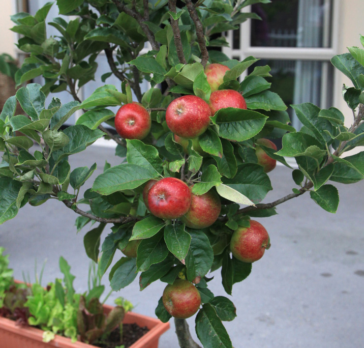 ‘Croquella’ apples – a true dwarf variety