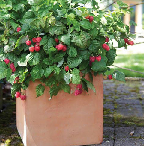 There are dwarf varieties of raspberry other berries you can look for