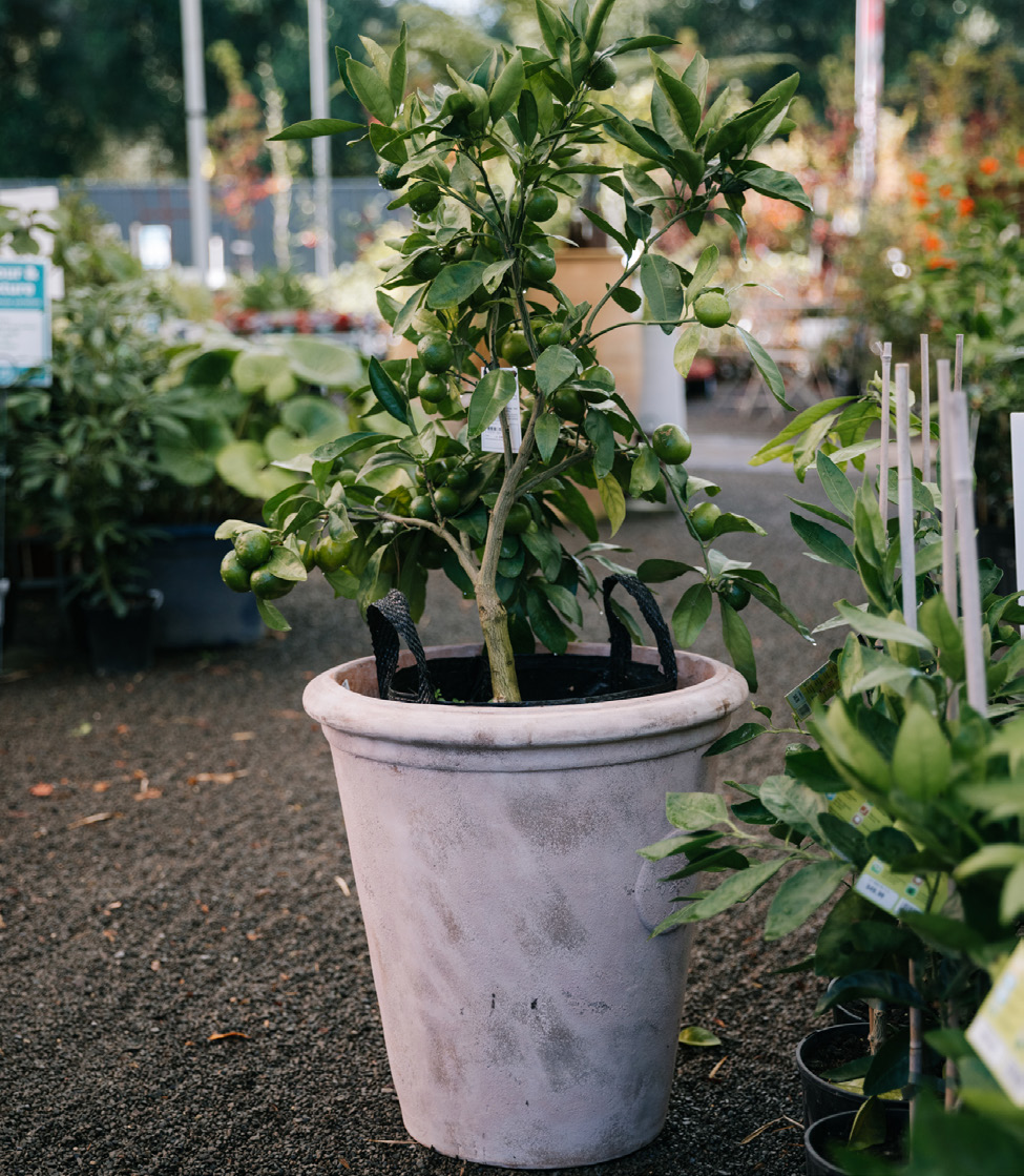 Citrus do well in teracotta pots