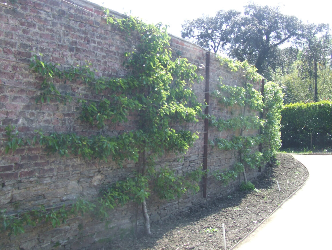 Even in limited space, if you structure your brambles, you too can enjoy berries at home