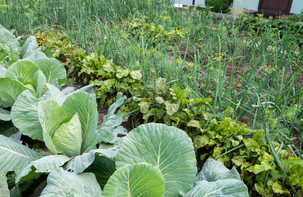 Veges like spring onions and silverbeet are easy to grow. Brassicas do well too, but grow more slowly over winter