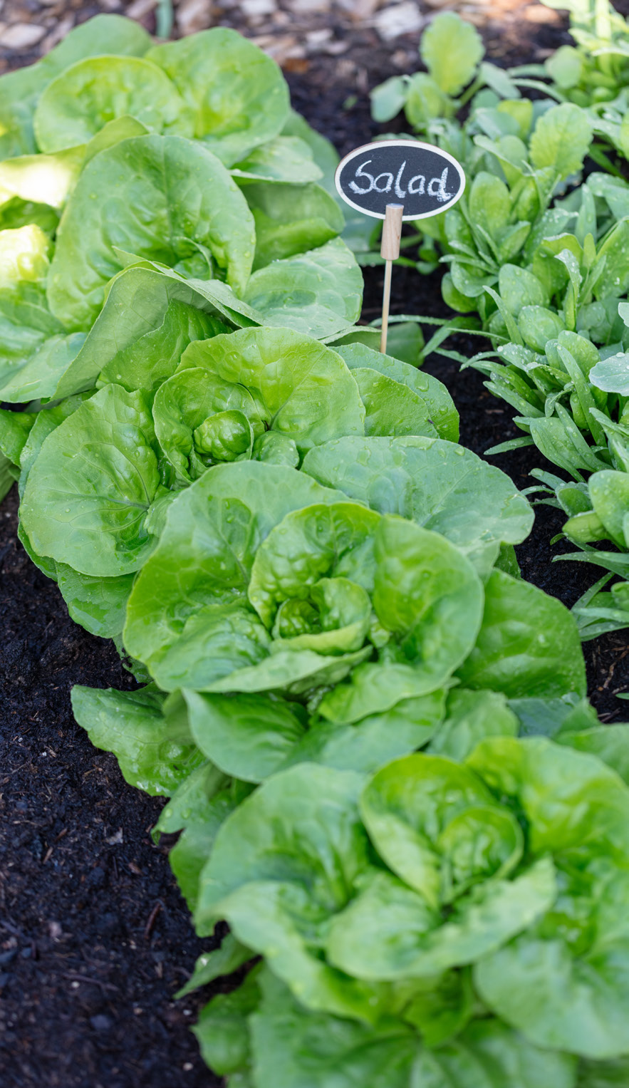 Salad greens are easy to grow year-round