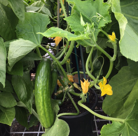 ‘Snacker’ cucumbers