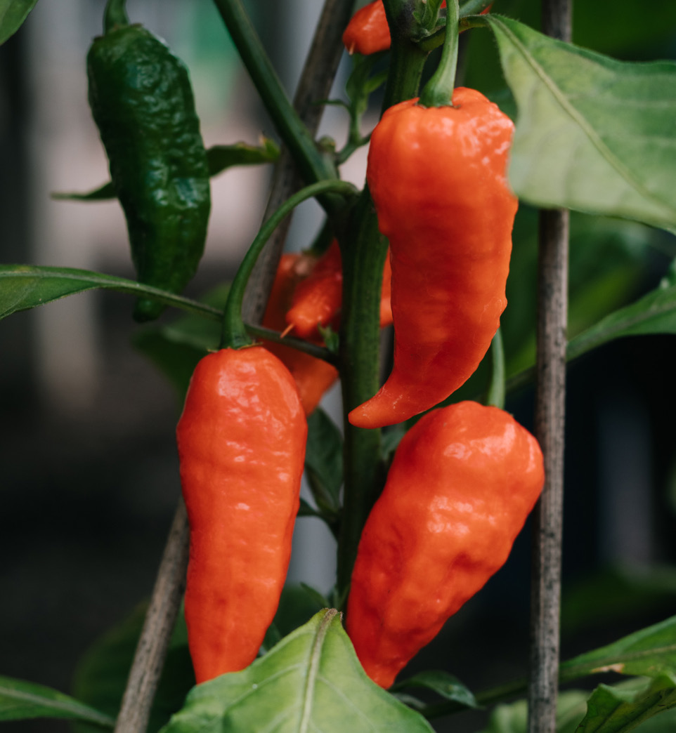 Try growing peppers instead of capsicums